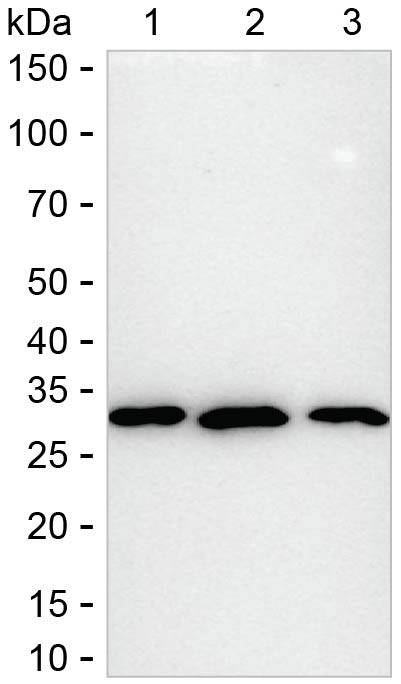 Various cell lyastes were run on 6-18% SDS-PAGE under reducing conditions and blotted onto nitrocellulose membrane. Recombinant GluA4 Antibody (Clone # K01_3X97) with a dilution ratio of 1:1000 was used as the primary antibody and DH-014 at a dilution of 1:15000 was used as the secondary antibody. RACK1 band was visualized using ECL Western Blotting Substrate. Lane 1: 15 μg of HeLa lysate Lane 2: 15 μg of NIH/3T3 lysate Lane 3: 15 μg of C6 lysate Result: DH-014 can be used as the secondary antibody in Western blotting.